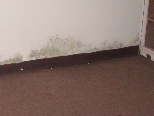 mold in a basement